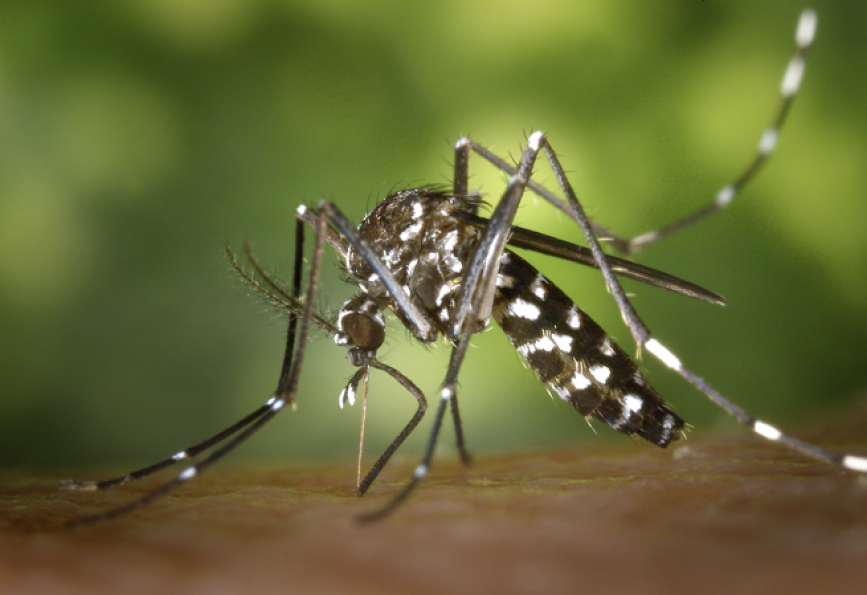 Chikunguña: Santa Cruz de la Sierra tiene 2.000 casos confirmados y 1.000 sospechosos